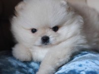 Pomeranian boo teddy bear