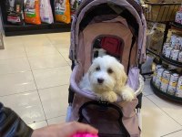 Maltese terrier 3 aylık