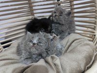 British Longhair ve Scottish Shorthair bebeklerimiz