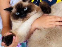 Show kalite birman kedisi yavrular
