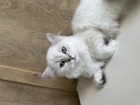 British longhair erkek