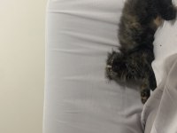 British longhair kırması