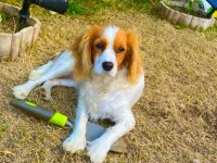 Cavalier king charles kızımız 3 yaşında