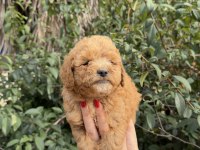Uygun ve kaliteli poodle yavrumuz