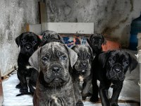 CANE CORSO FCI KIF A SCRLİ GRANT TÜRKİYE ŞAMPİYONU YAVRULARI