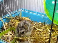 Yavru Gonzales hamster