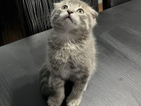 50 Günlük Gri Scottish Fold Bebek