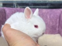 CÜCE NETHERLAND DWARF TAVŞANLAR