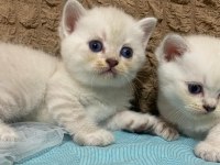 Mavi gözlü yavru scottish fold