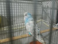 Show Jumbo Muhabbet Kuşu