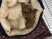 5 aylık yavru poodle