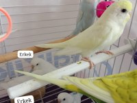 CİNS YAVRU MUHABBET KUŞU ÇİFT VEYA YAVRU