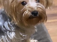 Saf Kan Yorkshire Terrier
