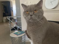 ÜCRETSİZ SAHİPLENDİRME KEDİMİZ