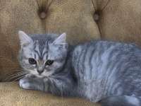 British shorthair yavrular yeni yuvalarını arıyorlar