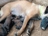 Safkan Belçika Kurdu Yavruları 4 Dişi - 3 Erkek