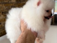 Kar beyaz pomeranian