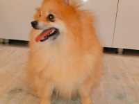Ev ortamına alışkın çocuklarla arası çok iyi dişi pomeranian