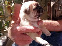 Pug yavruları