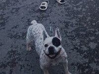 Safkan Dişi French Bulldog