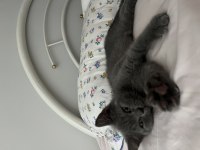 3 aylık erkek british shorthair yavrumuza yuva arıyoruz