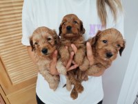 24 mayıs doğumlu maltipoo yavrular