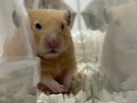 HAMSTER GONZALES YAVRULARIMIZ HERYERE GÖNDERİM