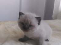 Teslime hazır british shorthair kediler
