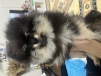 3 aylık pomeranian boo iki adet bir dişi bir erkek
