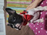 SAFKAN FRENCH BULLDOG ERKEK BEBEK