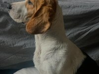 Ücretsiz beagle (sahiplendirme)