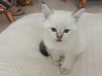 British shorthair yavrular