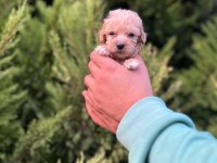 Maltipoo Adrese Teslim, Kapıda Ödeme Yapabilirsiniz