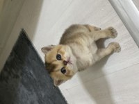 Golden british shorthair bebekler