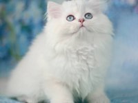Kar Gibi Silver British Longhair