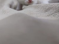 British shorthair karne hediyesi kediler