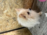 Dişi Pomeranian Boo
