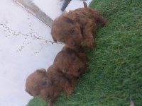 Rezerveye acik toy poodle yavrular