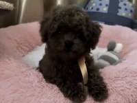 Toy Poodle Sağlıklı Yavru