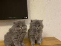 BRITISH LONGHAIR GRİ YAVRULARIM 