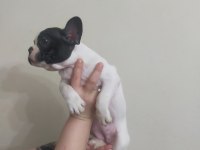 Son kalite french bulldog yavrular