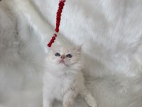 Şampiyon Kan Hattından Brıtısh Longhaır By1233 Erkek