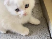 Scottish fold yavru kırık kulak