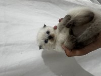 Yeni Sütü Kestik Scottish Fold
