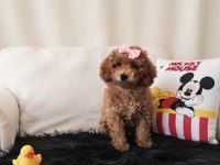 Toy Poodle Dişi