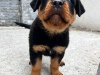 Yeni Yuvalarına Hazır 2 Aylık Erkek Ve Dişi Rottweiler