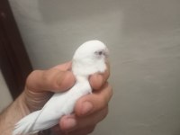 Kırmızı göz albino takım forpus papağanı