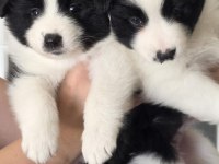 Muhteşem border collie yavrular