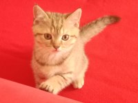 İki Tatlı Kedimiz
