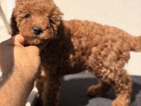Toy Poodle Bebekler
